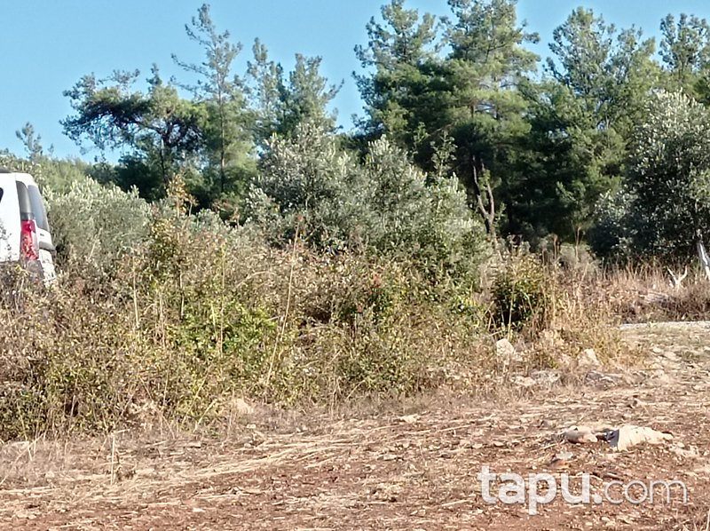 Karacahisar'da 6 Dönüm Tarla