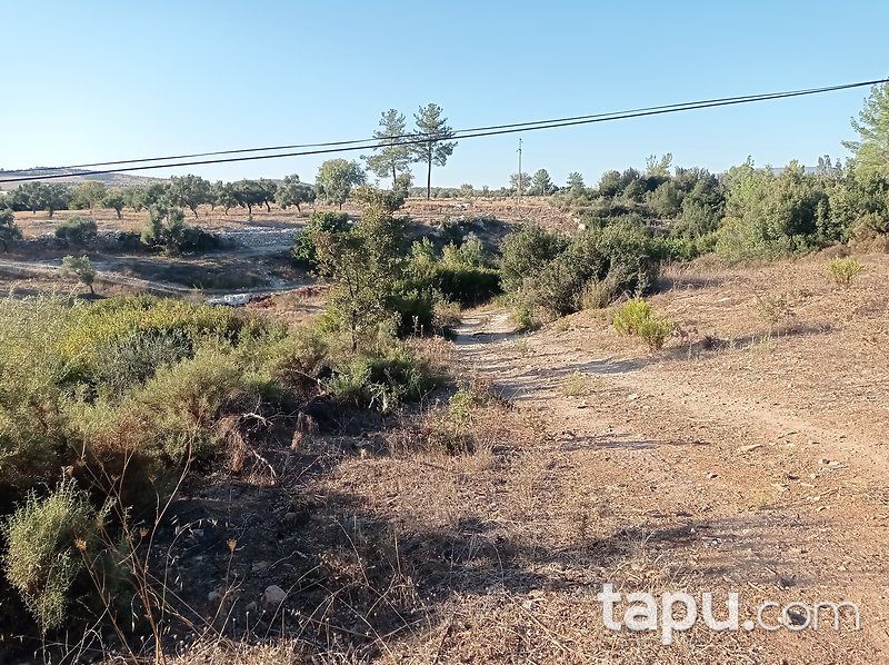 Karacahisar'da 6 Dönüm Tarla