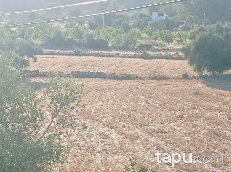 Karacahisar'da 6 Dönüm Tarla