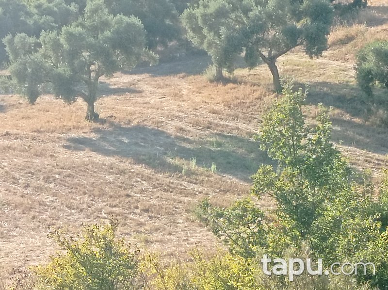 Karacahisar'da 6 Dönüm Tarla