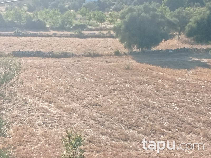 Karacahisar'da 6 Dönüm Tarla