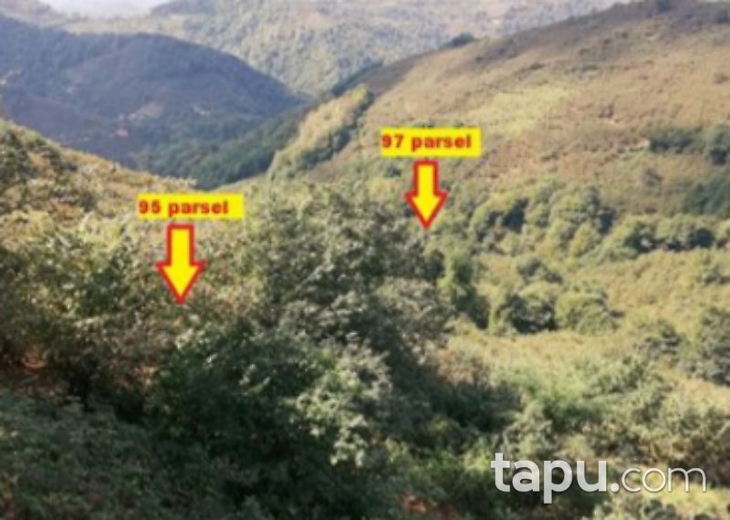 Çarşamba Ordubaşı Mahallesi'nde 4746 m2 Fındık Bahçesi