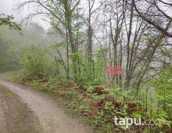 Giresun Merkez Akıncı Köyü'nde Hisseli 9.539 m2 Koruluk