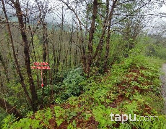 Giresun Merkez Akıncı Köyü'nde Hisseli 9.539 m2 Koruluk