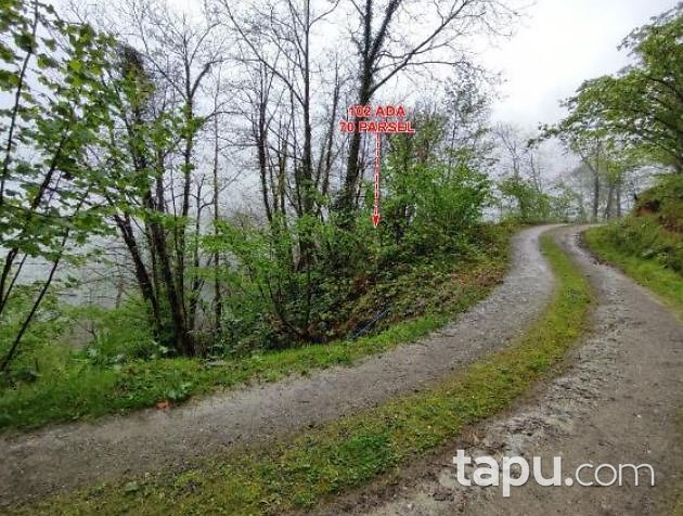 Giresun Merkez Akıncı Köyü'nde Hisseli 9.539 m2 Koruluk