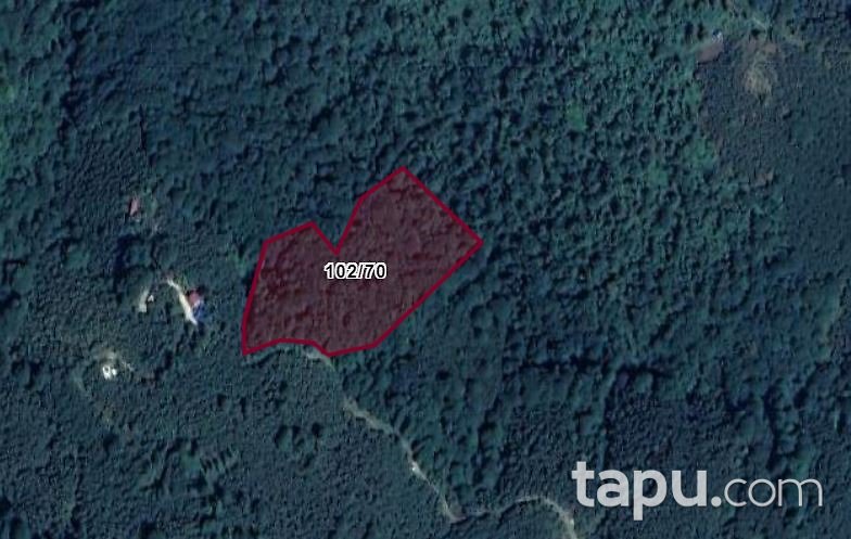 Giresun Merkez Akıncı Köyü'nde Hisseli 9.539 m2 Koruluk