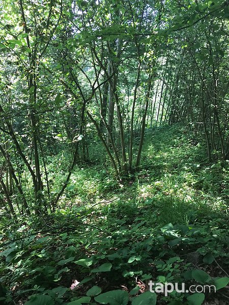 Düzce Gölyaka Bekiroğlu'da 1.787 m2 Fındık Bahçesi