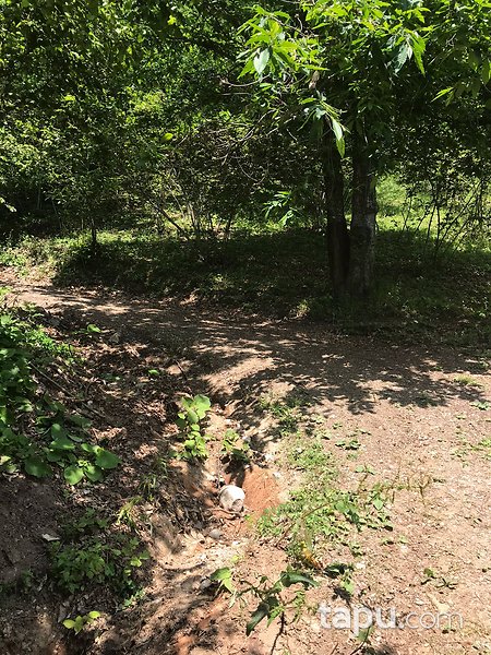 Düzce Gölyaka Bekiroğlu'da 1.787 m2 Fındık Bahçesi