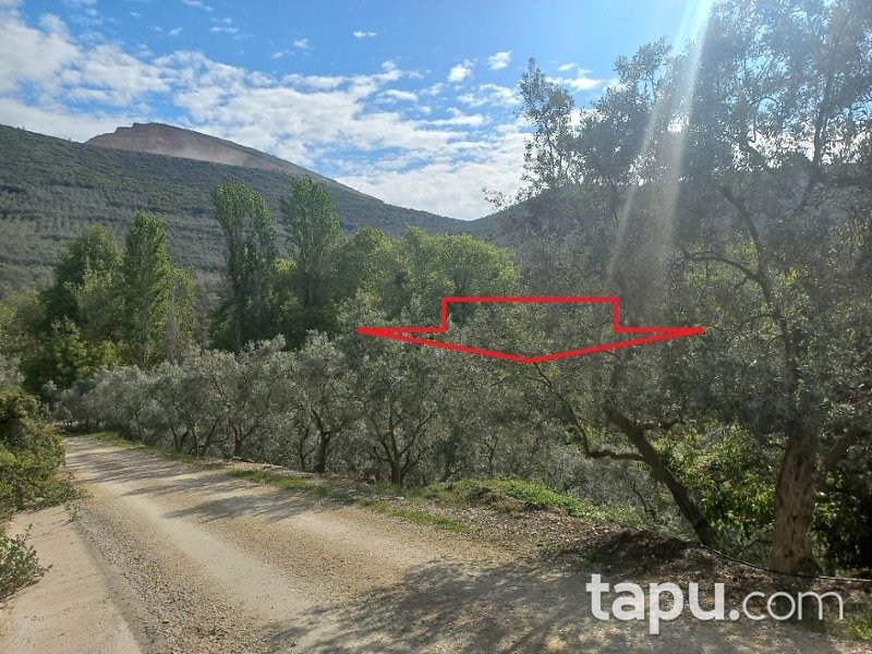 Gemlik Cihatlı Köyü'nde %90 Hisseli 2419 m2 Bahçe