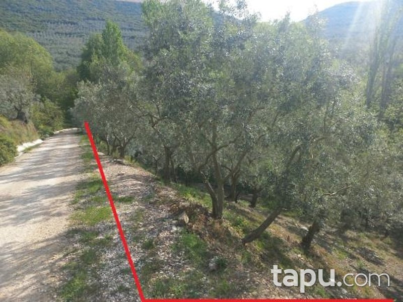 Gemlik Cihatlı Köyü'nde %90 Hisseli 2419 m2 Bahçe
