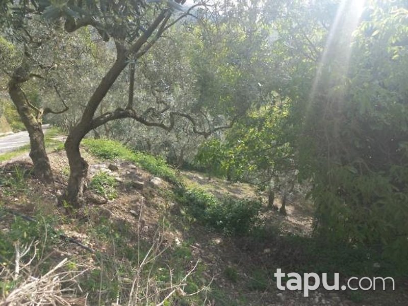 Gemlik Cihatlı Köyü'nde %90 Hisseli 2419 m2 Bahçe