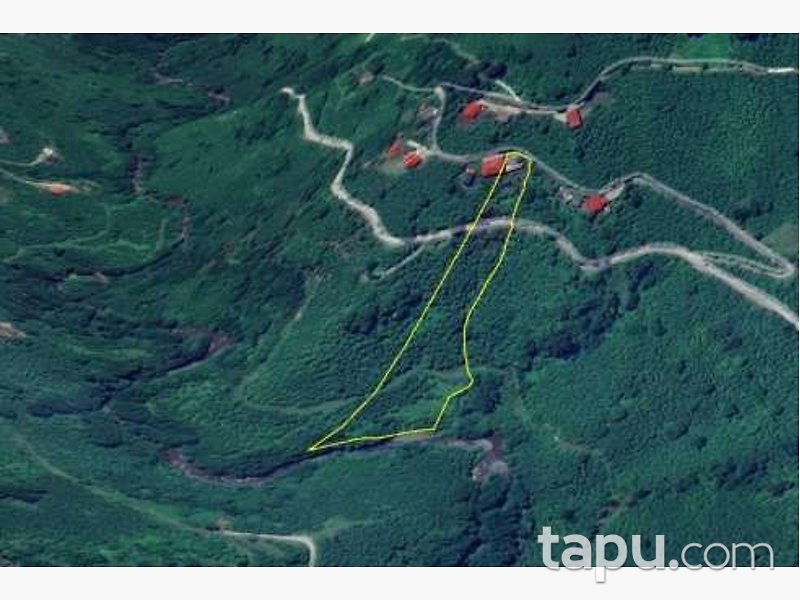 Trabzon Vakfıkebir Tarlacık'ta 11 Dönüm Fındık Bahçesi