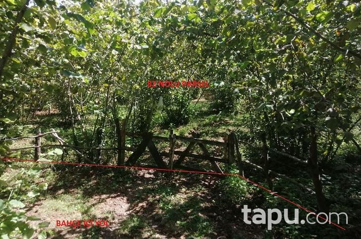 Ordu Ünye Yavi Mahallesi'nde Hisseli 3 Dönüm Tarla
