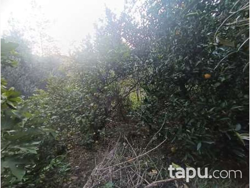 Mersin Anamur'da 145 m2 Tarla