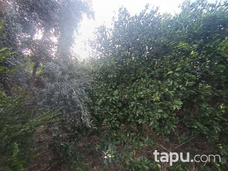 Mersin Anamur'da 145 m2 Tarla