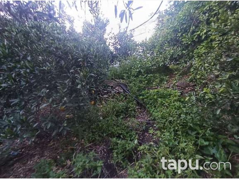Mersin Anamur'da 145 m2 Tarla