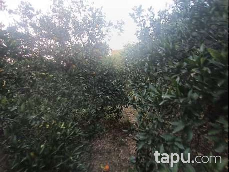 Mersin Anamur'da 145 m2 Tarla