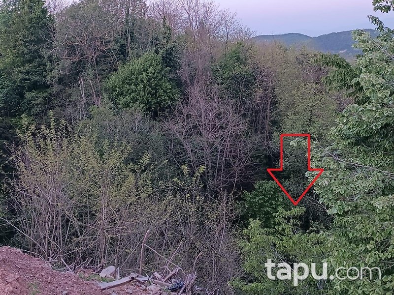 Sakarya Sapanca'da 8.694 m2 Fındık Bahçesi