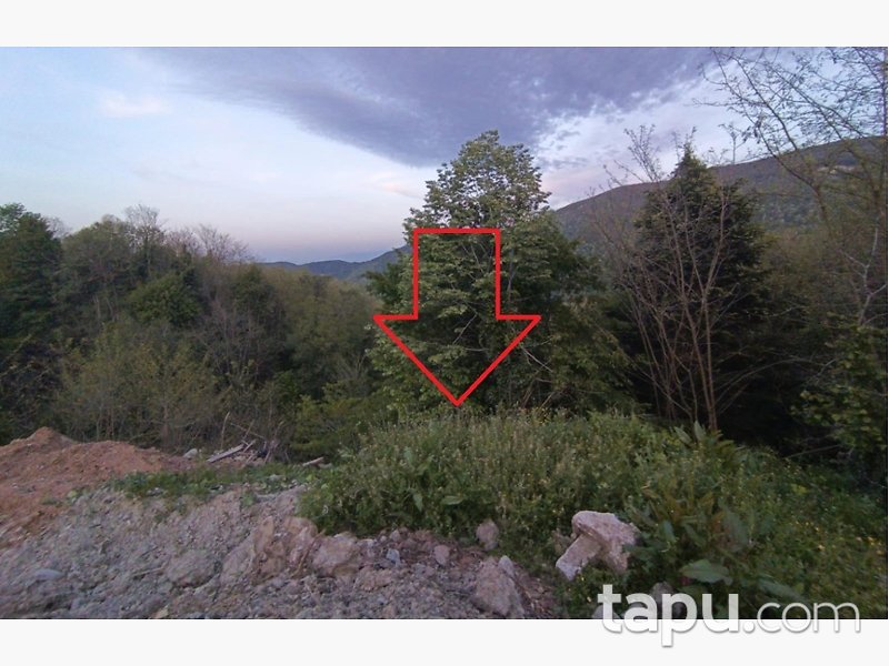 Sakarya Sapanca'da 8.694 m2 Fındık Bahçesi