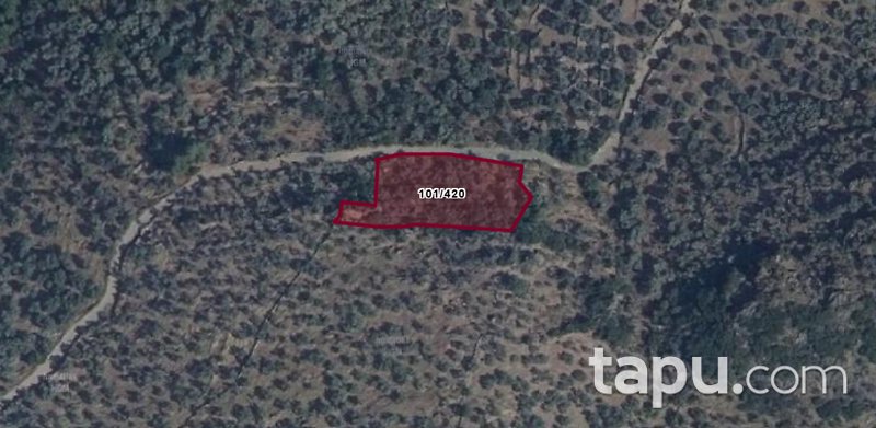 Muğla Milas Karahayıt'ta 1.710 m2 Zeytinlik