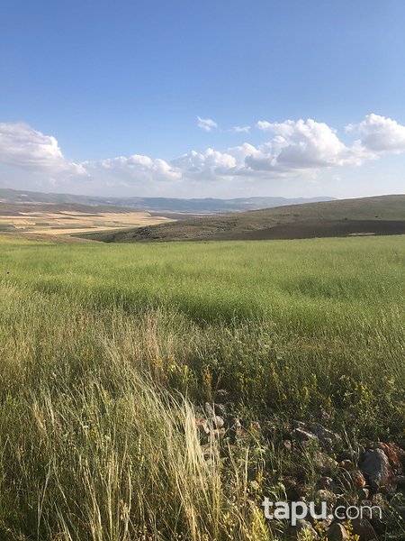 Sivas Altınyayla'da Köy Merkezine Yakın 78 Dönüm Tarla