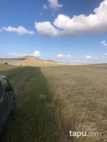Sivas Altınyayla'da Köy Merkezine Yakın 78 Dönüm Tarla