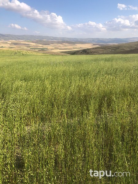 Sivas Altınyayla'da Köy Merkezine Yakın 78 Dönüm Tarla