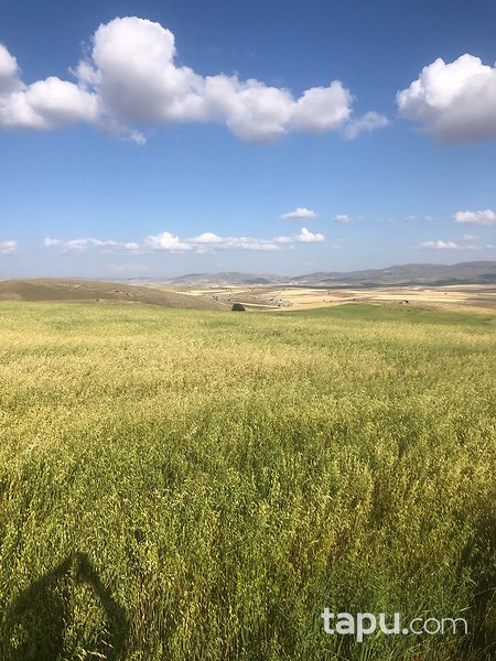 Sivas Altınyayla'da Köy Merkezine Yakın 78 Dönüm Tarla