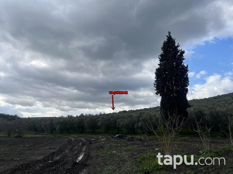 Gemlik Umurbey'de 1496 m2 Zeytinlik