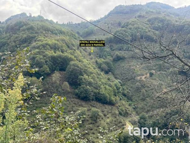 Ordu Altınordu Erenli'de 5 Dönüm Fındık Bahçesi
