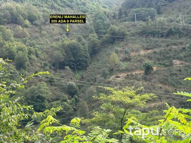 Ordu Altınordu Erenli'de 5 Dönüm Fındık Bahçesi