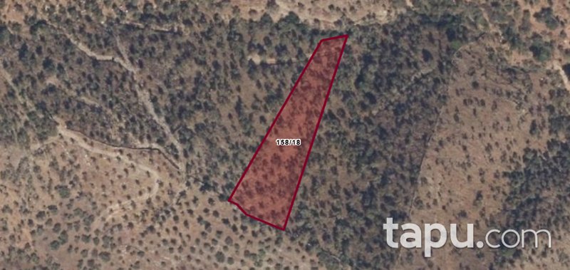 Muğla Milas Pınarcık'ta 3 Dönüm Zeytinlik
