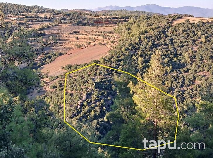 Aydın Bozdoğan Başalan'da Yarı Hisseli 14 Dönüm Tarla