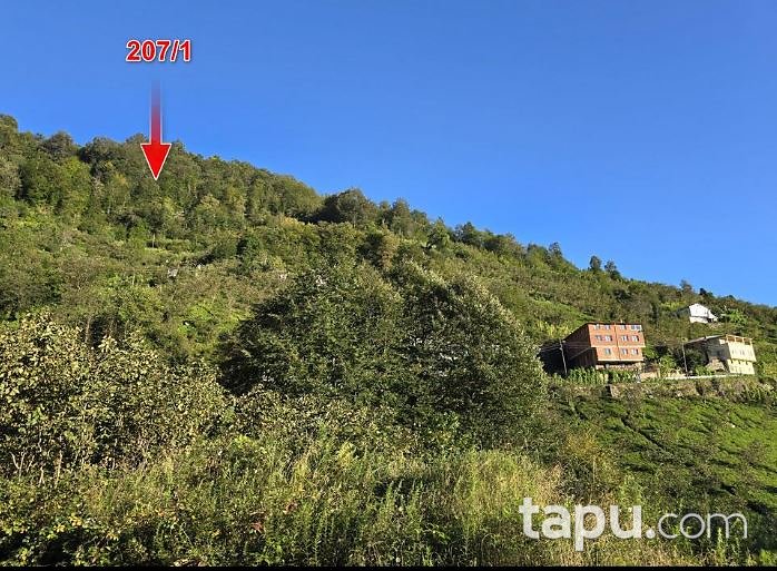 Trabzon Sürmene'de 6 Dönüm Yığma Ev Ve Fındık Ve Çay Bahçesi