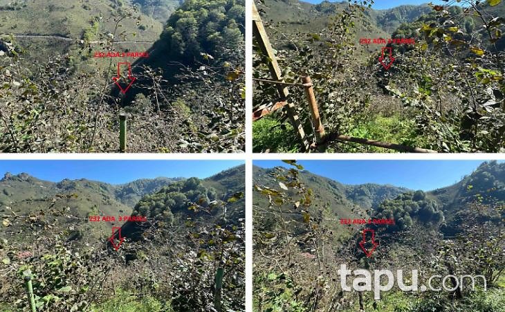 Ordu Altınordu'da 7.579 m2 Fındık Bahçesi