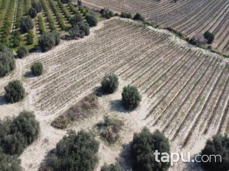 Mersin Tarsus Cinköy'de Hisseli 7 Dönüm Bağ (AS-01627)
