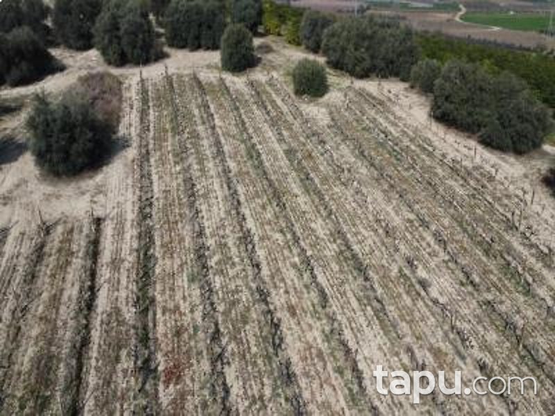 Mersin Tarsus Cinköy'de Hisseli 7 Dönüm Bağ (AS-01627)
