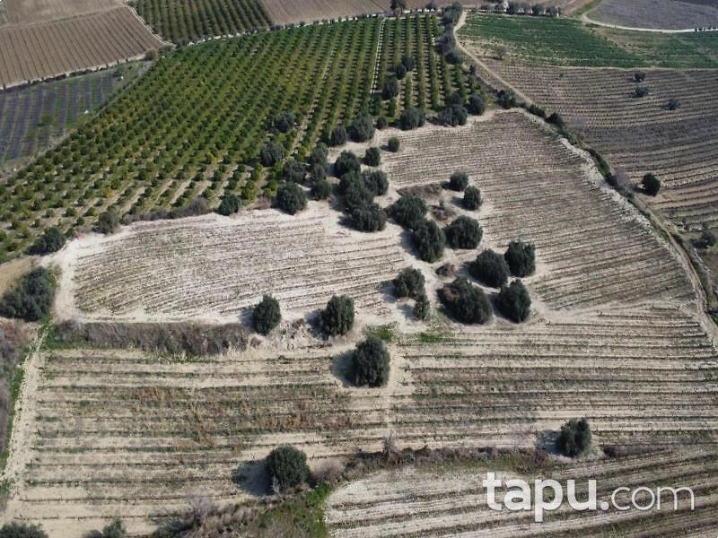 Mersin Tarsus Cinköy'de Hisseli 7 Dönüm Bağ (AS-01627)