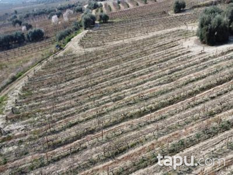 Mersin Tarsus Cinköy'de Hisseli 7 Dönüm Bağ (AS-01627)