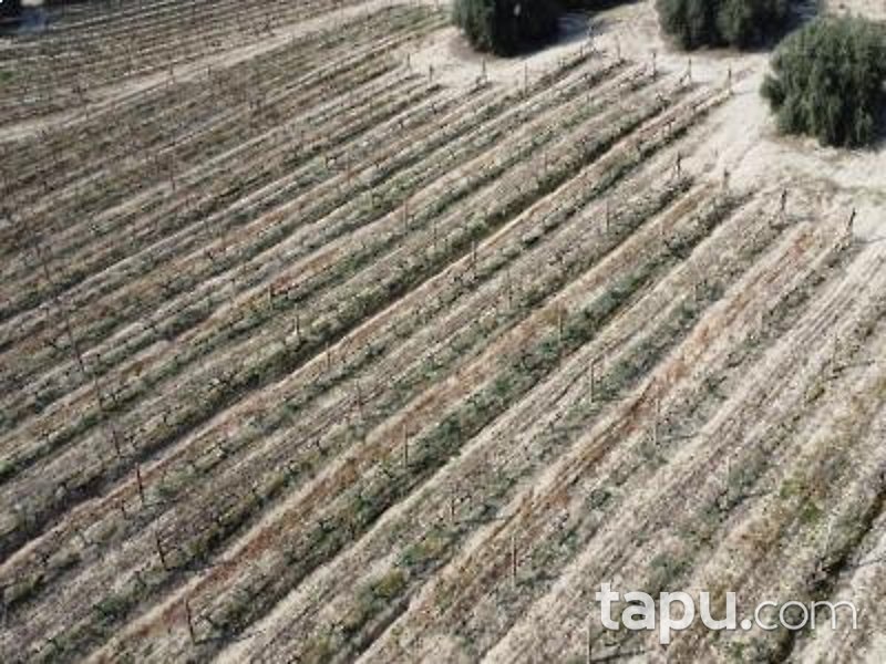 Mersin Tarsus Cinköy'de Hisseli 7 Dönüm Bağ (AS-01627)