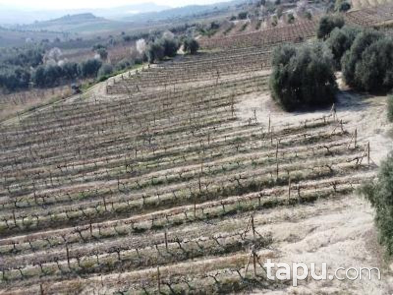 Mersin Tarsus Cinköy'de Hisseli 7 Dönüm Bağ (AS-01627)