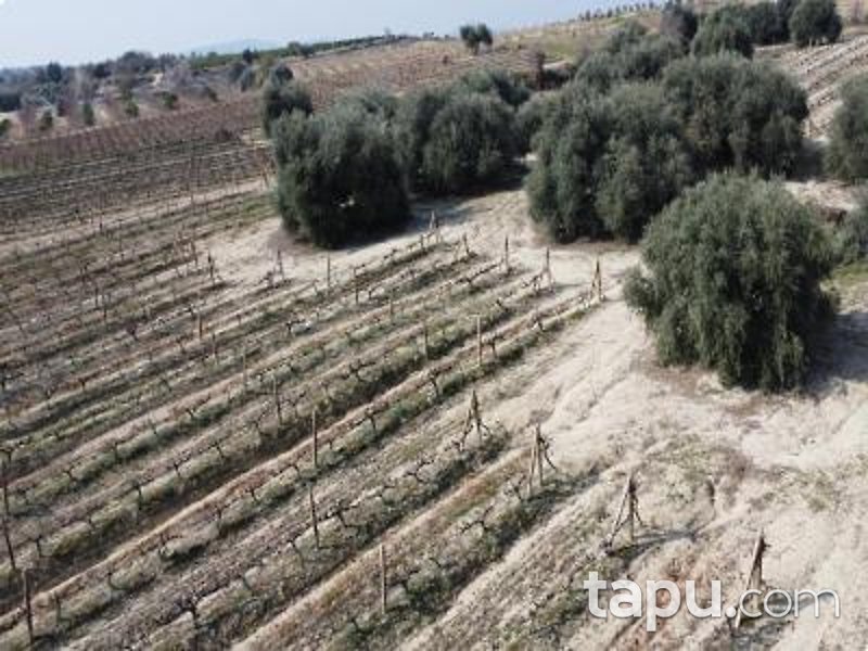 Mersin Tarsus Cinköy'de Hisseli 7 Dönüm Bağ (AS-01627)