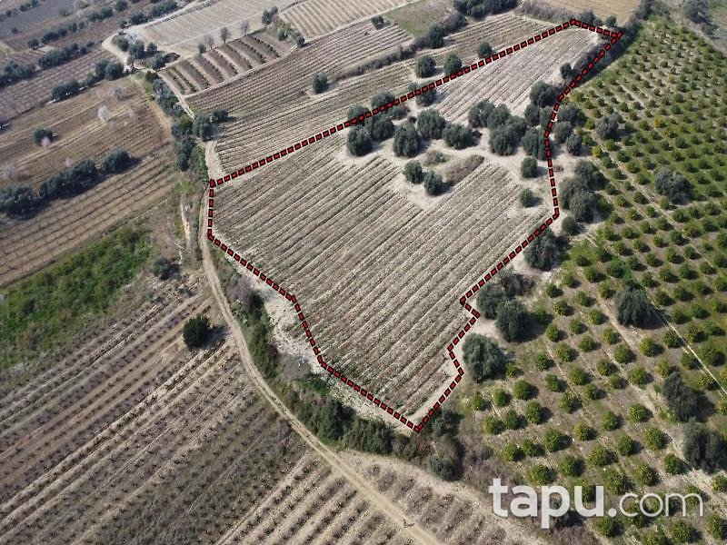Mersin Tarsus Cinköy'de Hisseli 7 Dönüm Bağ (AS-01627)