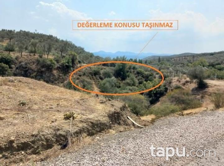 Balıkesir Havran Kalabak'ta 6 Dönüm Zeytinlik