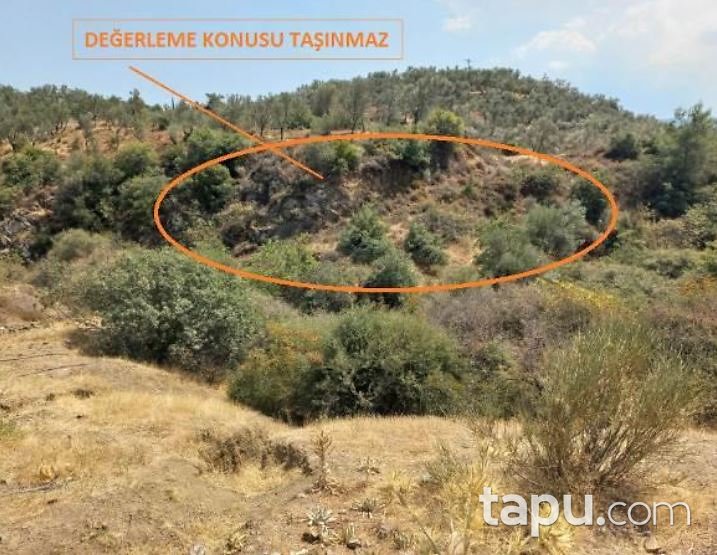 Balıkesir Havran Kalabak'ta 6 Dönüm Zeytinlik
