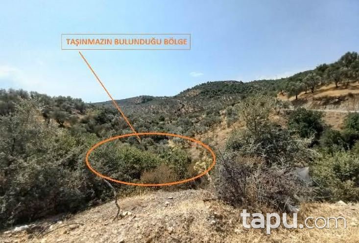Balıkesir Havran Kalabak'ta 6 Dönüm Zeytinlik