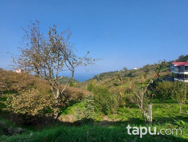 Akçaabat Mersin Mahallesi'nde 3.240 m2 Tarla