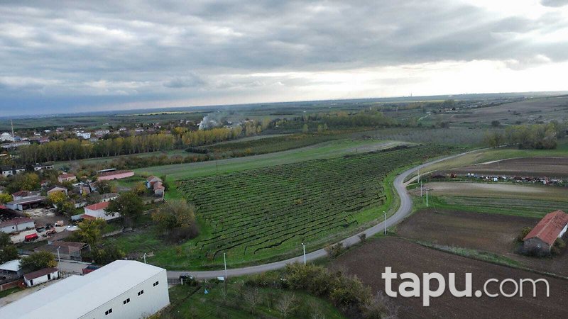 Tekirdağ Ergene Paşaköy'de 31 Dönüm Meyve Bahçesi