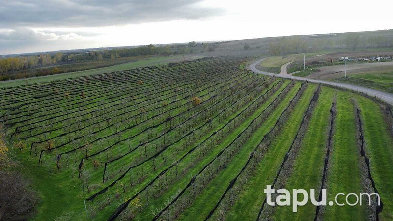 Tekirdağ Ergene Paşaköy'de 31 Dönüm Meyve Bahçesi