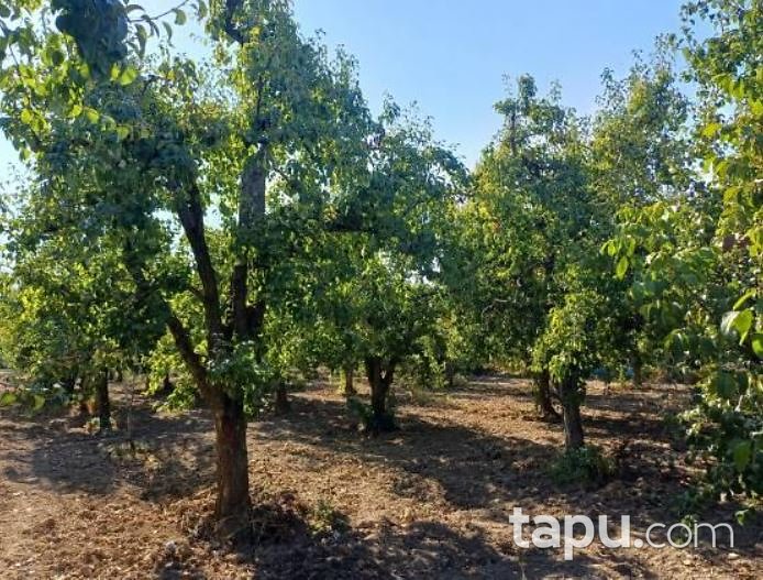 Bursa Yıldırım Samanlı'da Hisseli 2 Adet 2 Katlı Bina Depo Ve Ahır Ve Samanlık